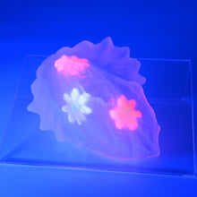 Load image into Gallery viewer, C2TGW34 Calypso Small NC 0031 UV GITD CS