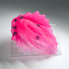 Load image into Gallery viewer, C4TGZ53 Calypso Large NC 0031 CS