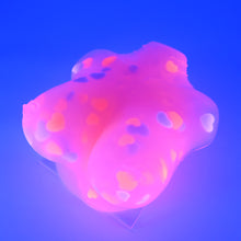 Load image into Gallery viewer, D4THB02 Celeste Large NC 0031 UV GITD CS