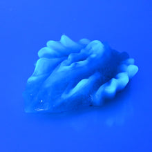 Load image into Gallery viewer, C2TCU73 Calypso Small NC 0031 UV