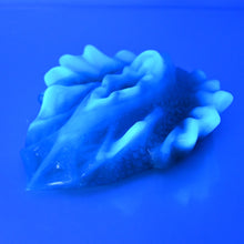 Load image into Gallery viewer, C4TCU80 Calypso Large NC 0031 UV