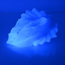 Load image into Gallery viewer, C4TCY80 Calypso Large NC 0031 UV CS