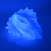 Load image into Gallery viewer, C4TCY80 Calypso Large NC 0031 UV CS