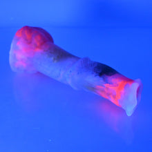 Load image into Gallery viewer, K2TCF21 Kitalpha Small NC 0031 UV