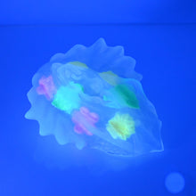 Load image into Gallery viewer, C4TDK91 Calypso Large NC 0031 CS