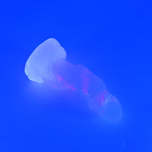 Load image into Gallery viewer, 32THQ02 Celia Small NC 0031 UV CS
