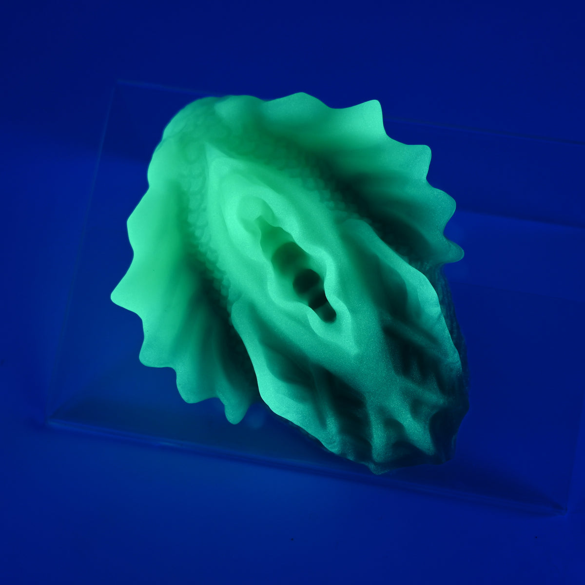 C2XJT48 Calypso Small 0020 UV GITD