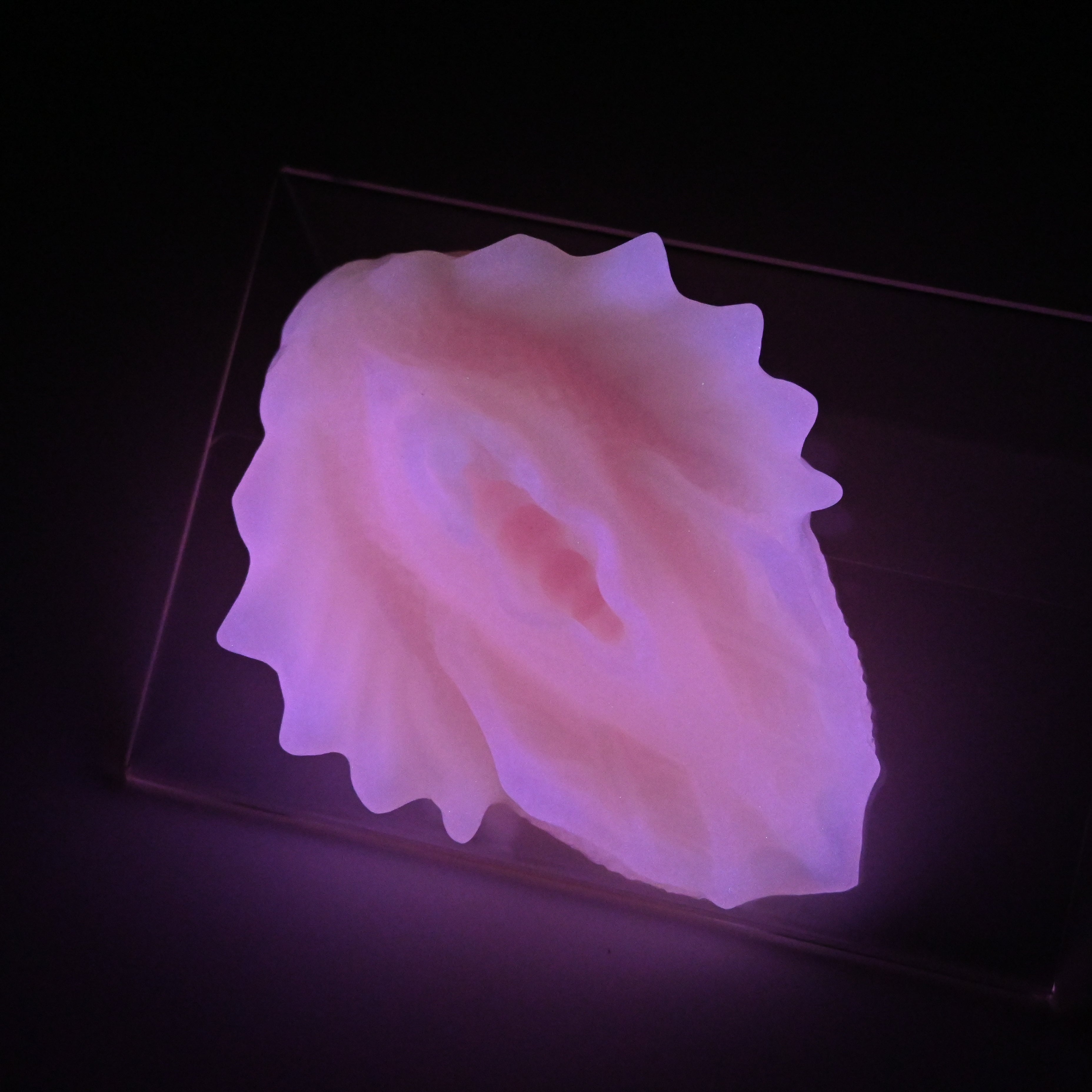 C2XJT49 Calypso Small 0020 UV GITD