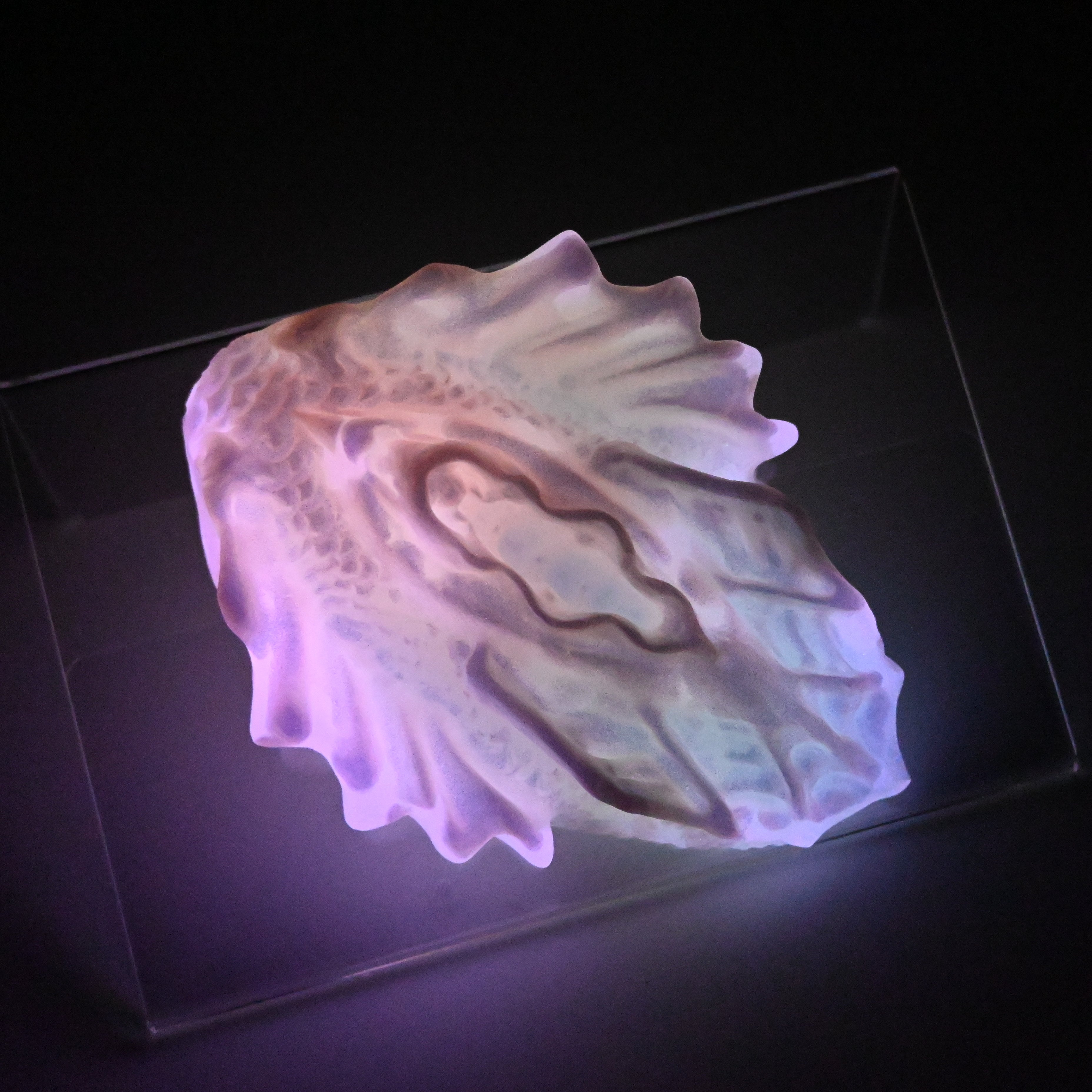 C2SJT51 Calypso Small 0030 UV GITD