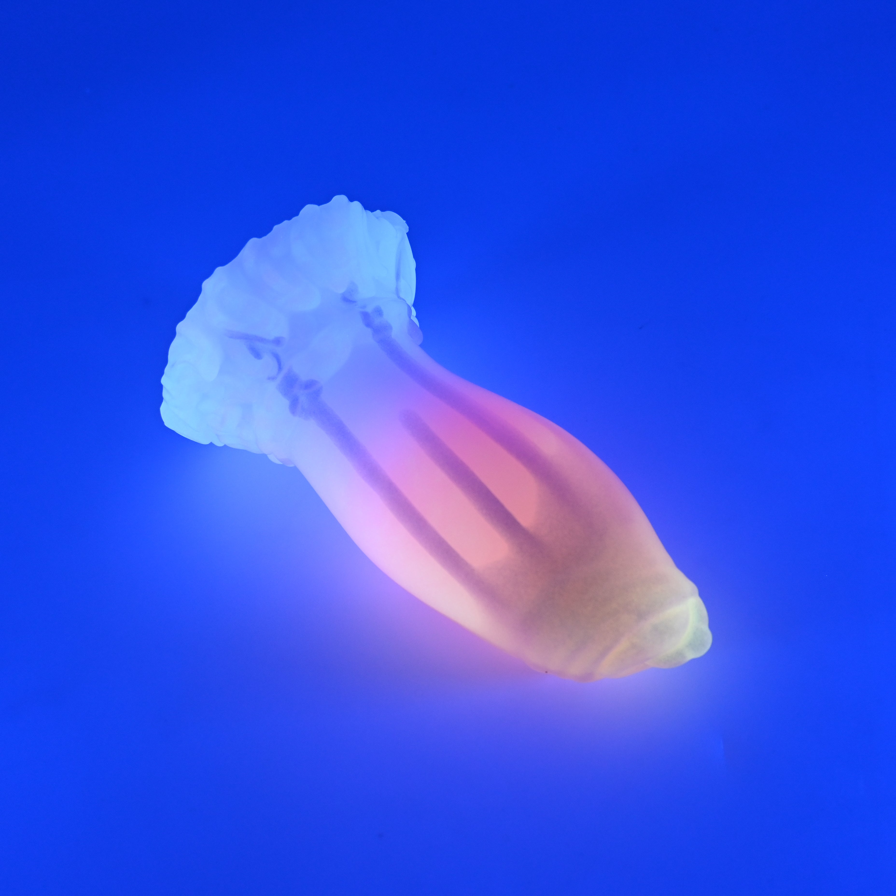 82SJT27 Hue Small 0030 UV GITD CS