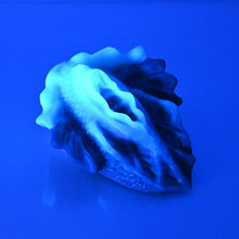 Load image into Gallery viewer, C2SDN79 Calypso Small 0030 UV CS
