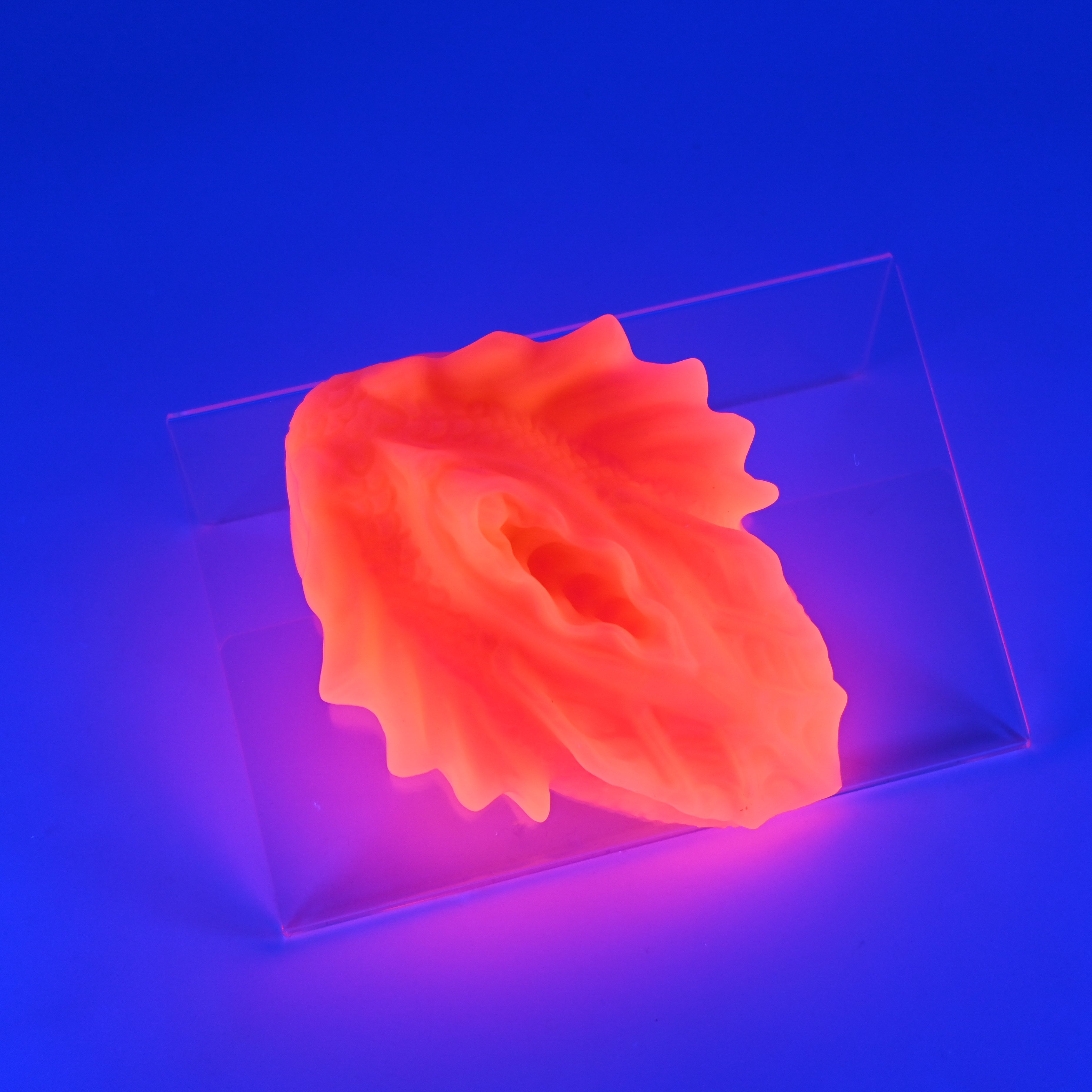 C2SJV37 Calypso Small 0030 UV