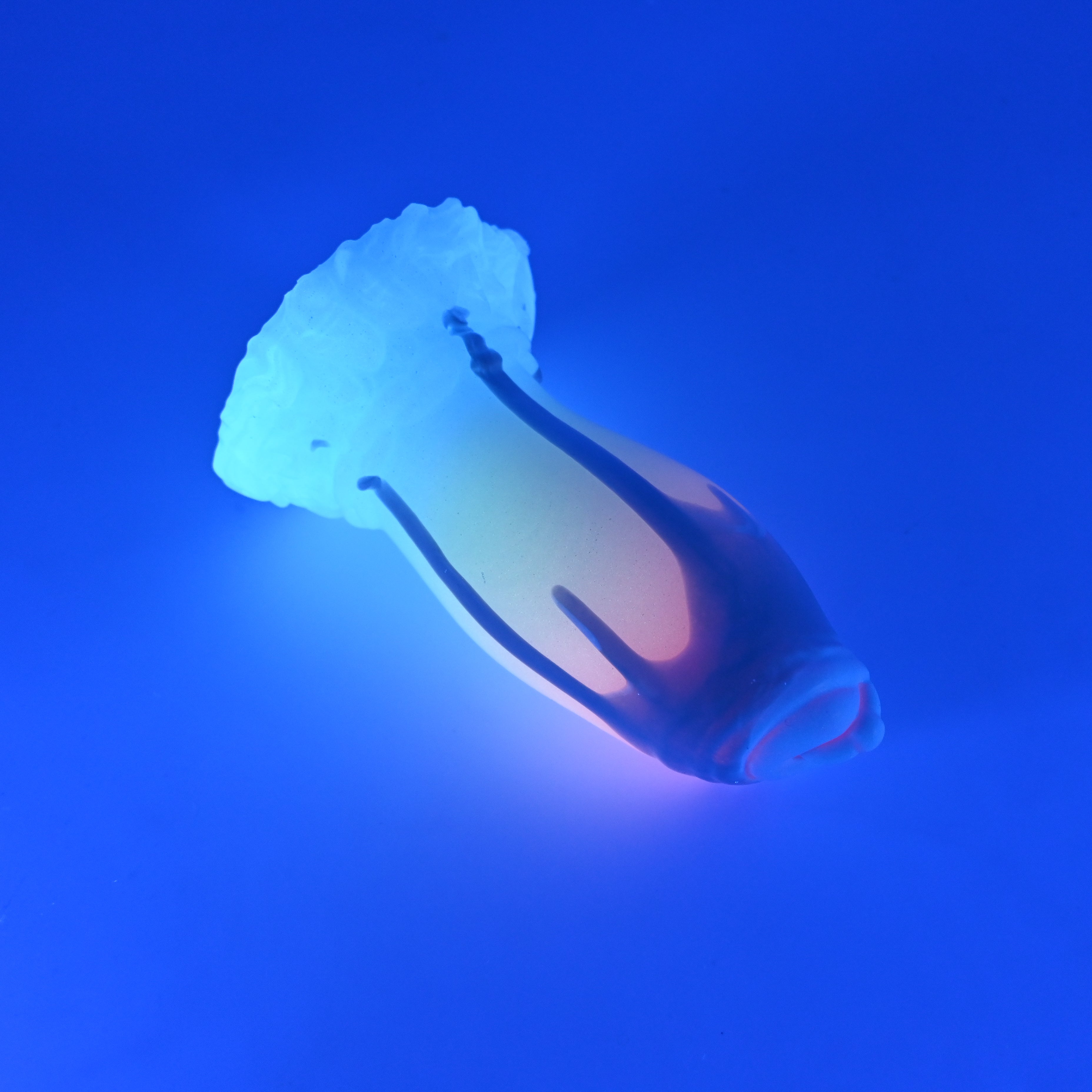 82SJU00 Hue Small 0030 UV GITD