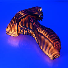 Load image into Gallery viewer, X2SEP49 Shin Small 0030 UV GITD
