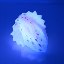 Load image into Gallery viewer, C2SDQ24 Calypso Small 0030 UV GITD
