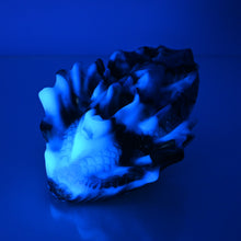 Load image into Gallery viewer, C4MDQ36 Calypso Large 0050 UV GITD
