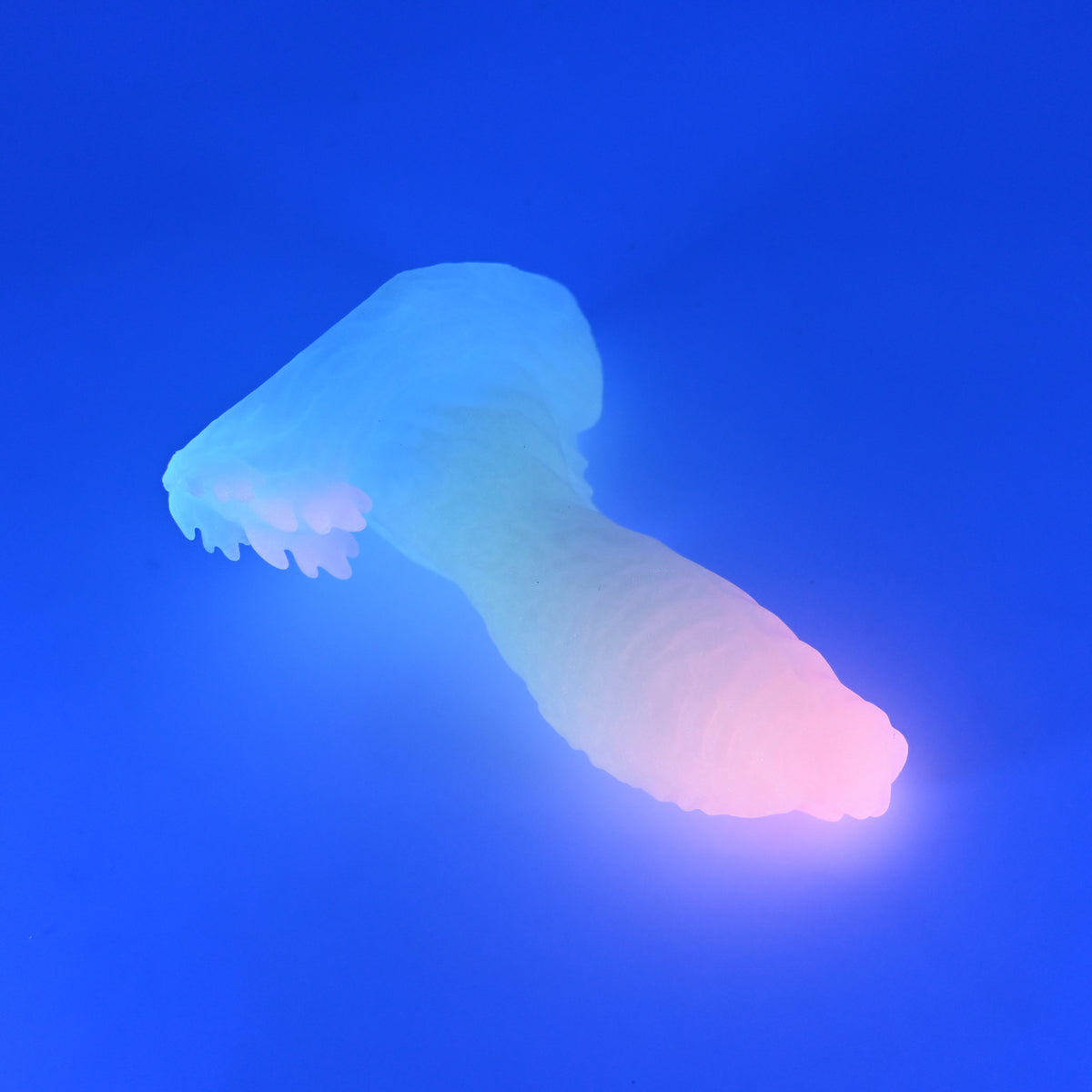 X2XJW40 Shin Small 0020 UV GITD