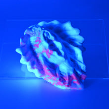 Load image into Gallery viewer, C2MGT23 Calypso Small 0050 UV GITD
