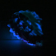 Load image into Gallery viewer, C2MGT23 Calypso Small 0050 UV GITD
