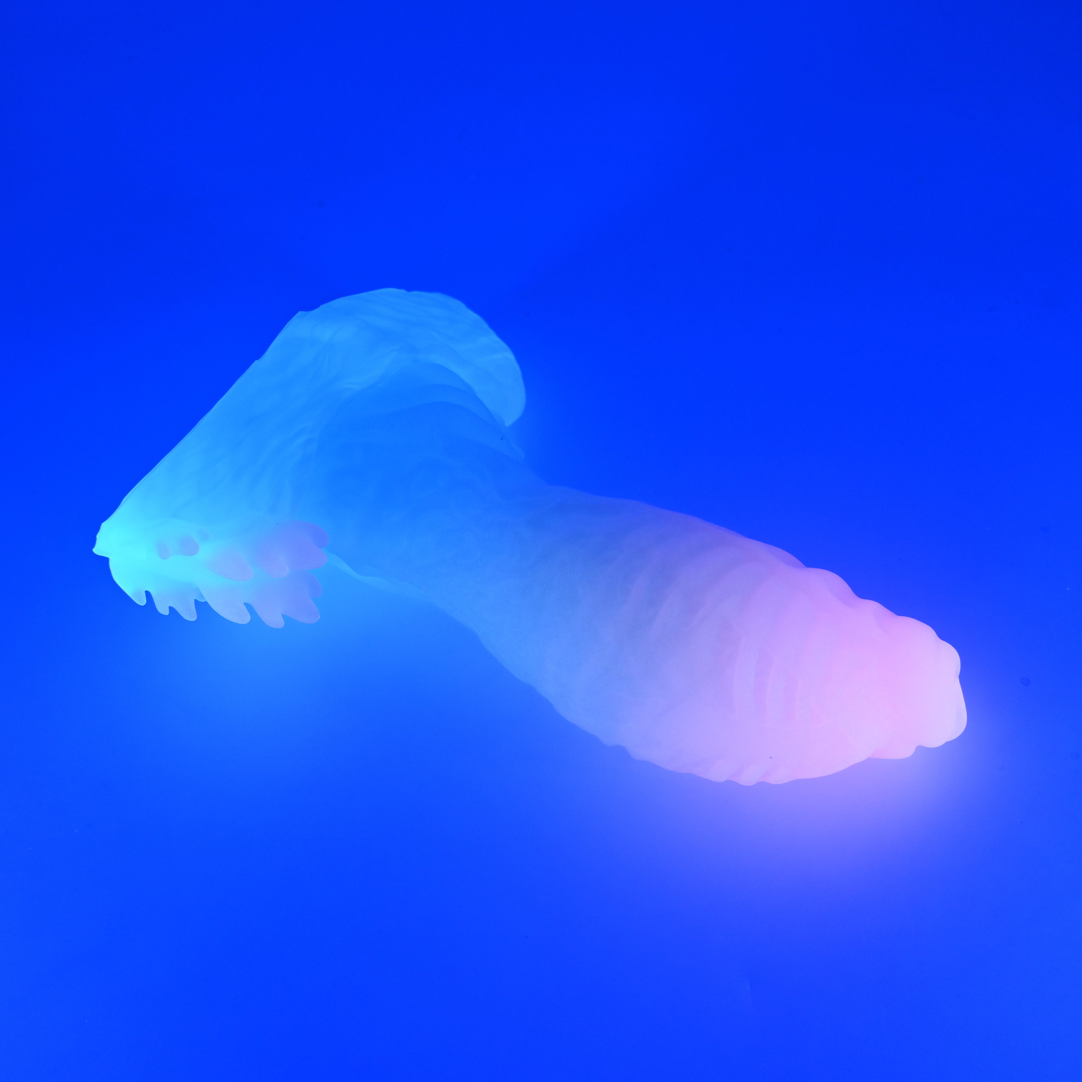 X3XJW43 Shin Medium 0020 UV GITD
