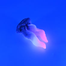 Load image into Gallery viewer, A2SHT34 Alara Small 0030 UV GITD CS
