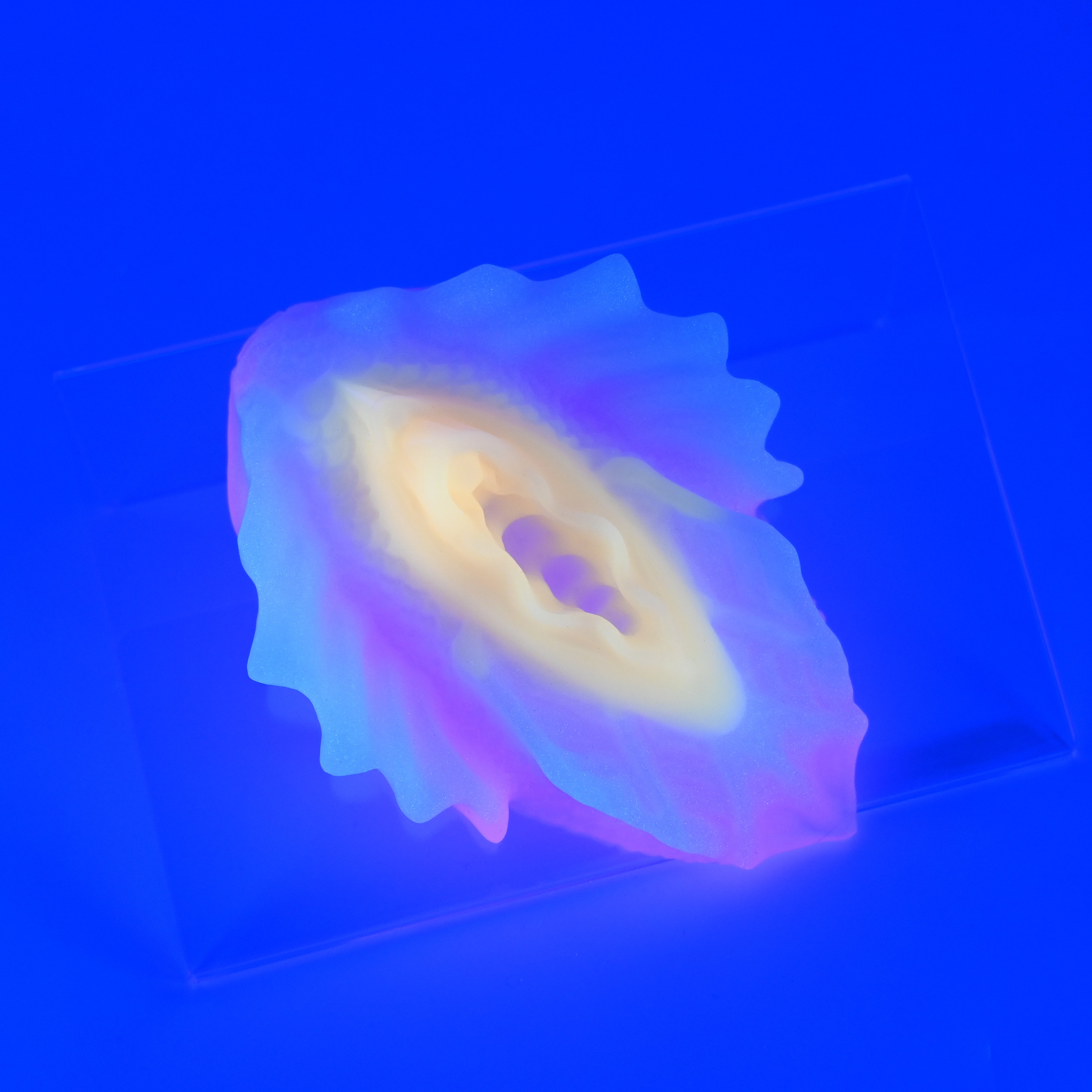 C2SJX28 Calypso Small 0030 UV GITD
