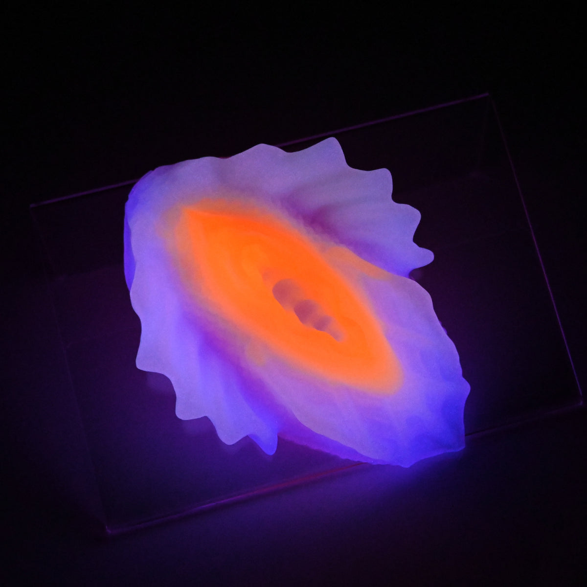 C2SJX28 Calypso Small 0030 UV GITD