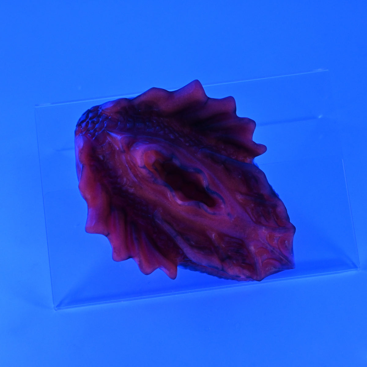 C2SJX29 Calypso Small 0030 UV GITD
