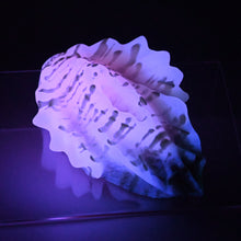 Load image into Gallery viewer, C2SGU76 Calypso Small 0030 UV GITD
