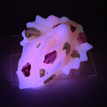 Load image into Gallery viewer, C4SGU78 Calypso Large 0030 UV GITD
