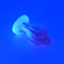 Load image into Gallery viewer, F4XHV15 Dragonfruit Plug Large 0020 UV GITD
