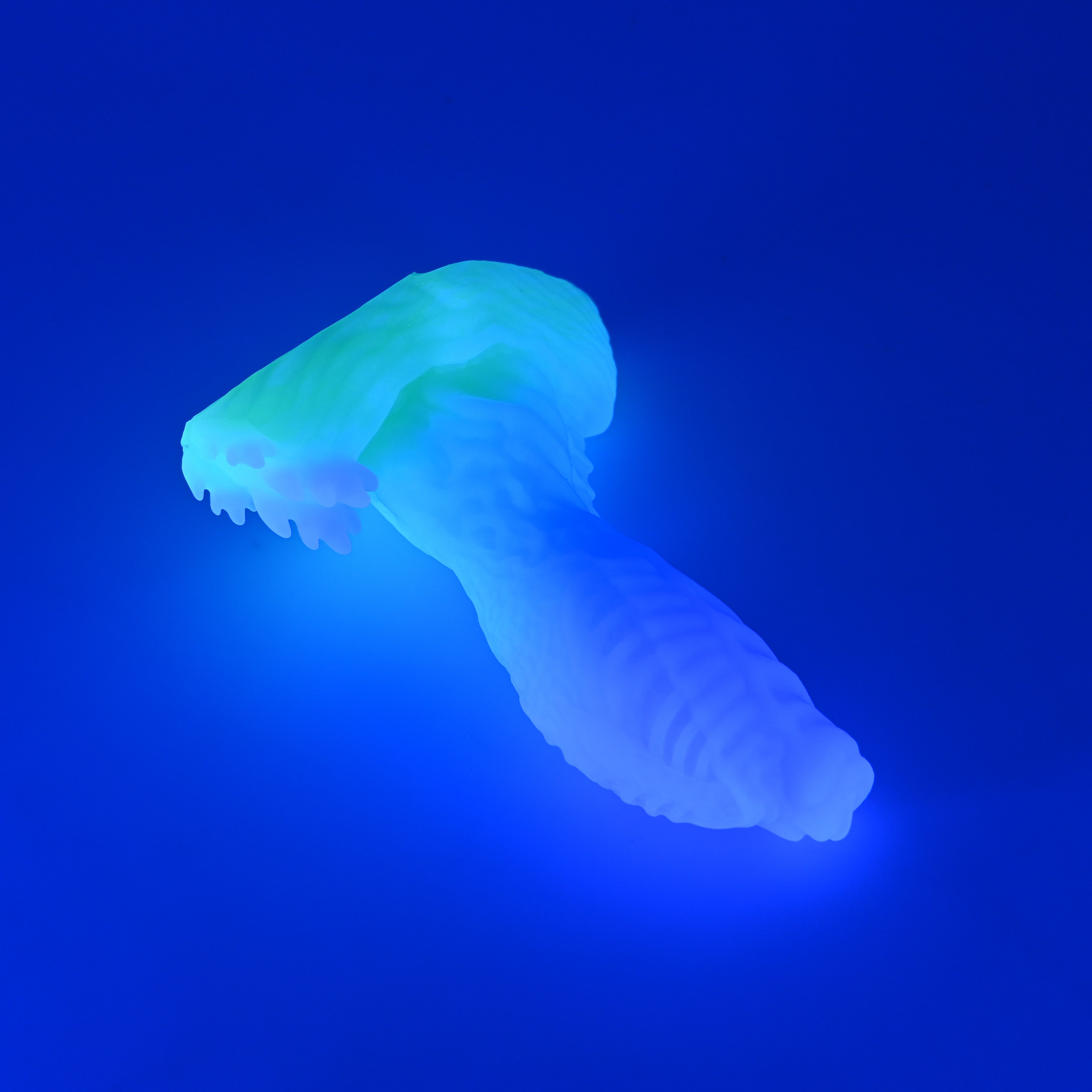 X2SJY45 Shin Small 0030 UV GITD