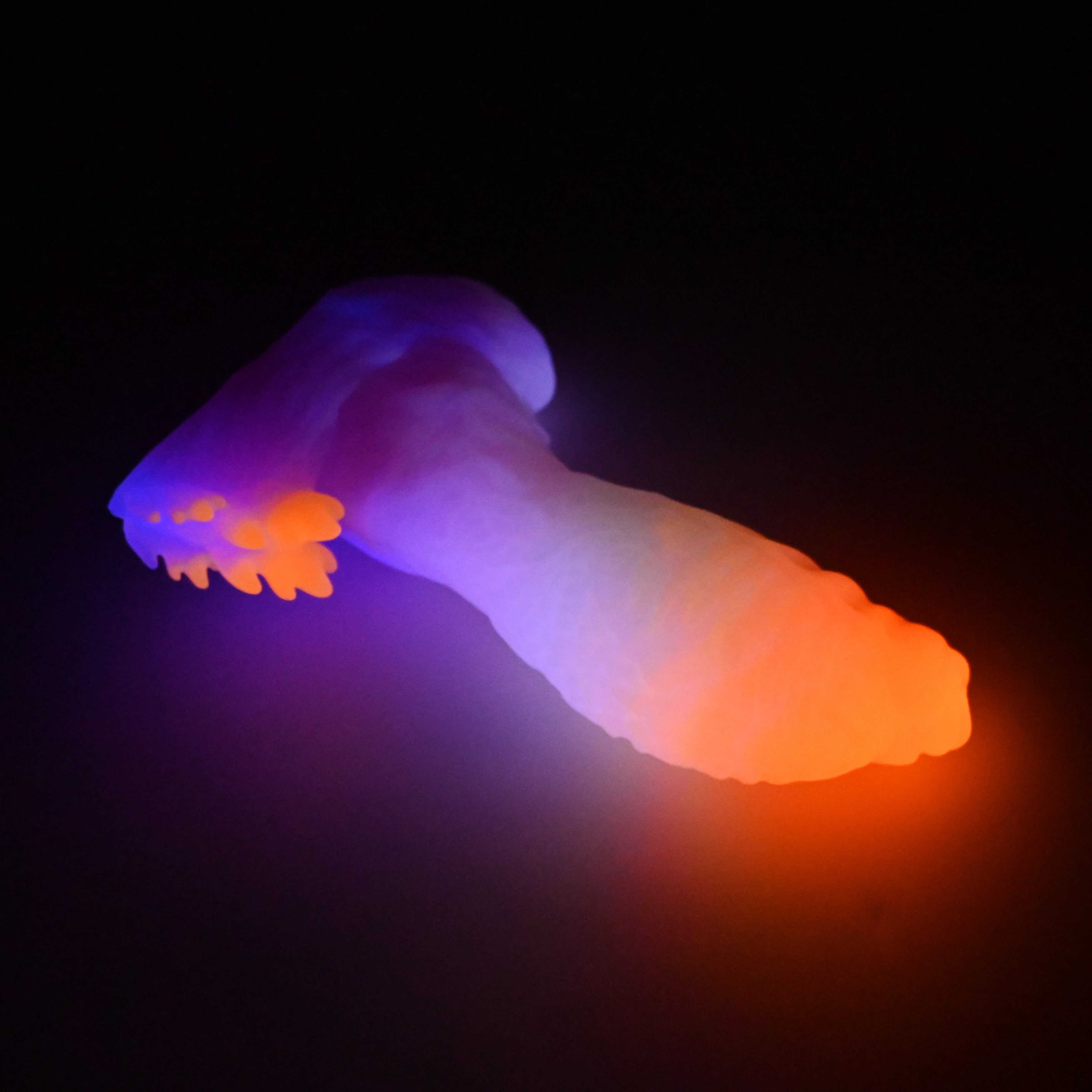 X3SJY49 Shin Medium 0030 UV GITD