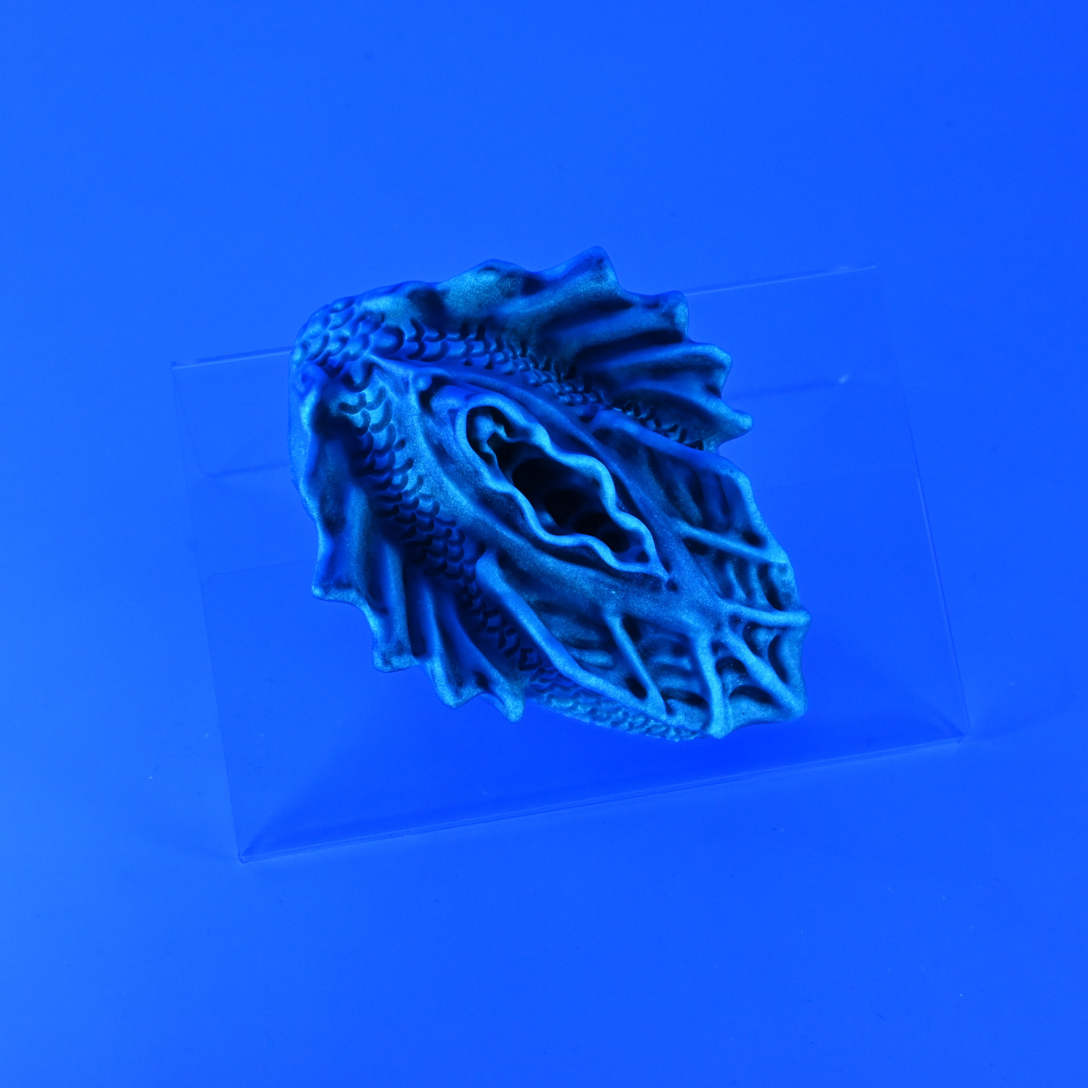 C2SJZ33 Calypso Small 0030 UV GITD