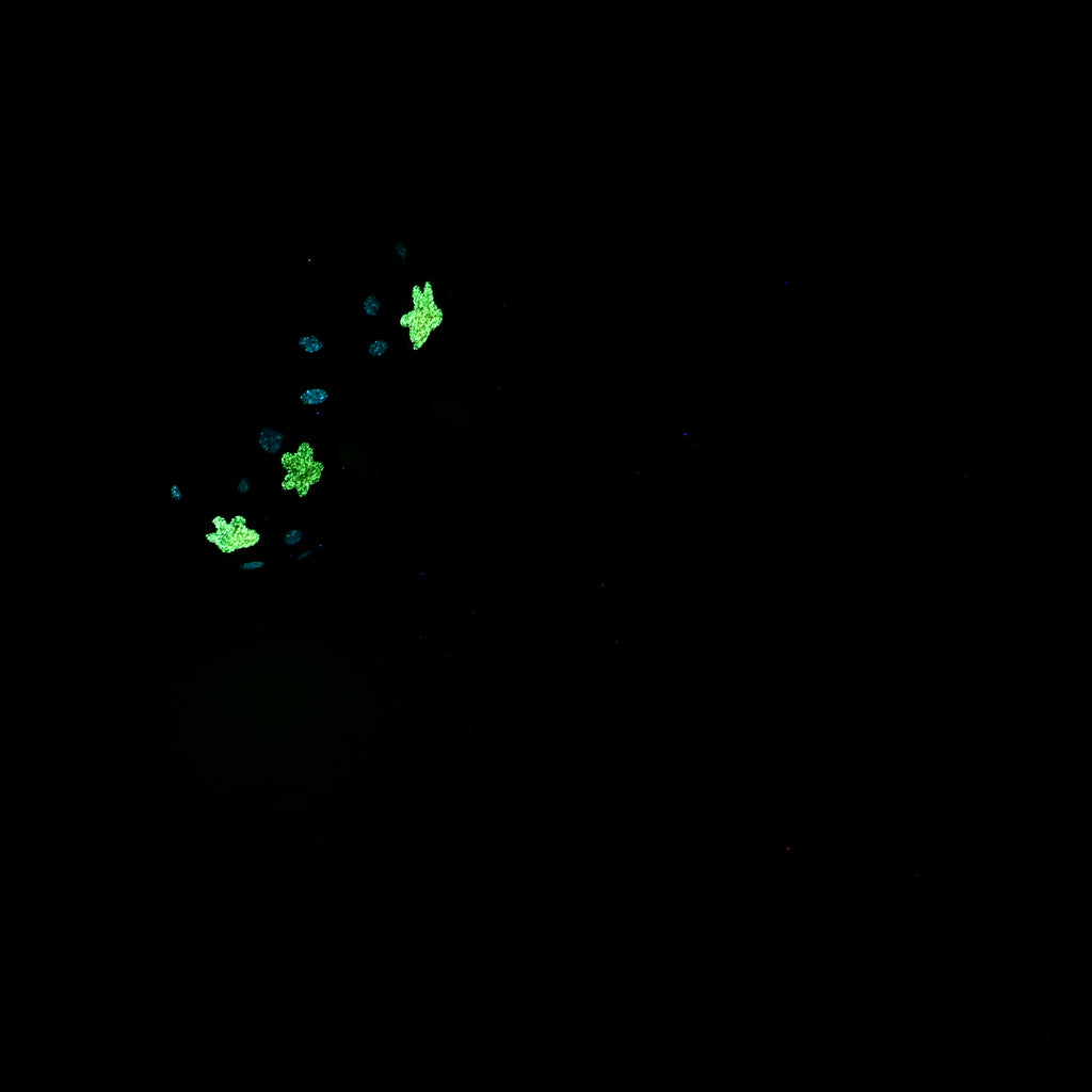 W2SKA42 Tellus Small 0030 UV GITD CS