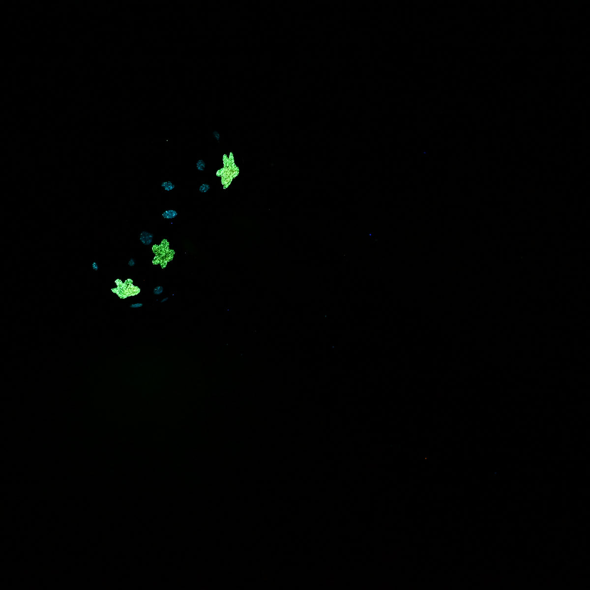 W2SKA42 Tellus Small 0030 UV GITD CS