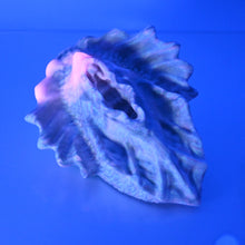 Load image into Gallery viewer, C4MDT13 Calypso Large 0050 UV GITD
