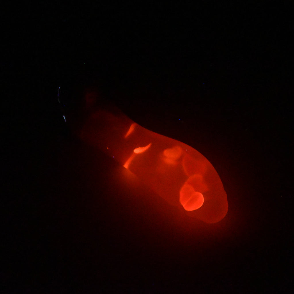 Q2TJZ95 Aquus Small NC 0031 UV GITD CS