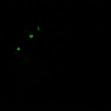 Load image into Gallery viewer, Q3SJZ99 Aquus Medium 0030 UV GITD CS
