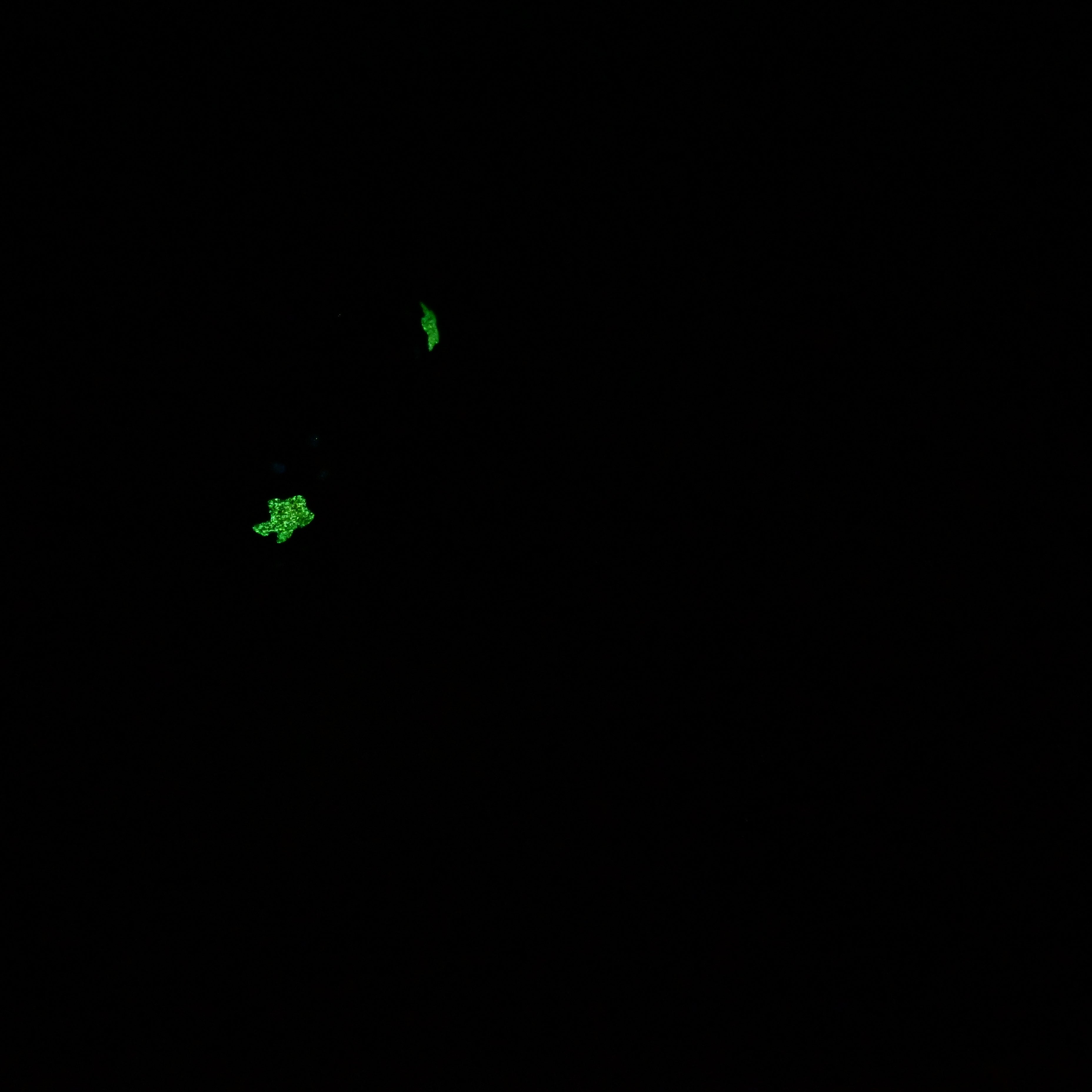 G2SJZ45 Ignis Small 0030 UV GITD CS