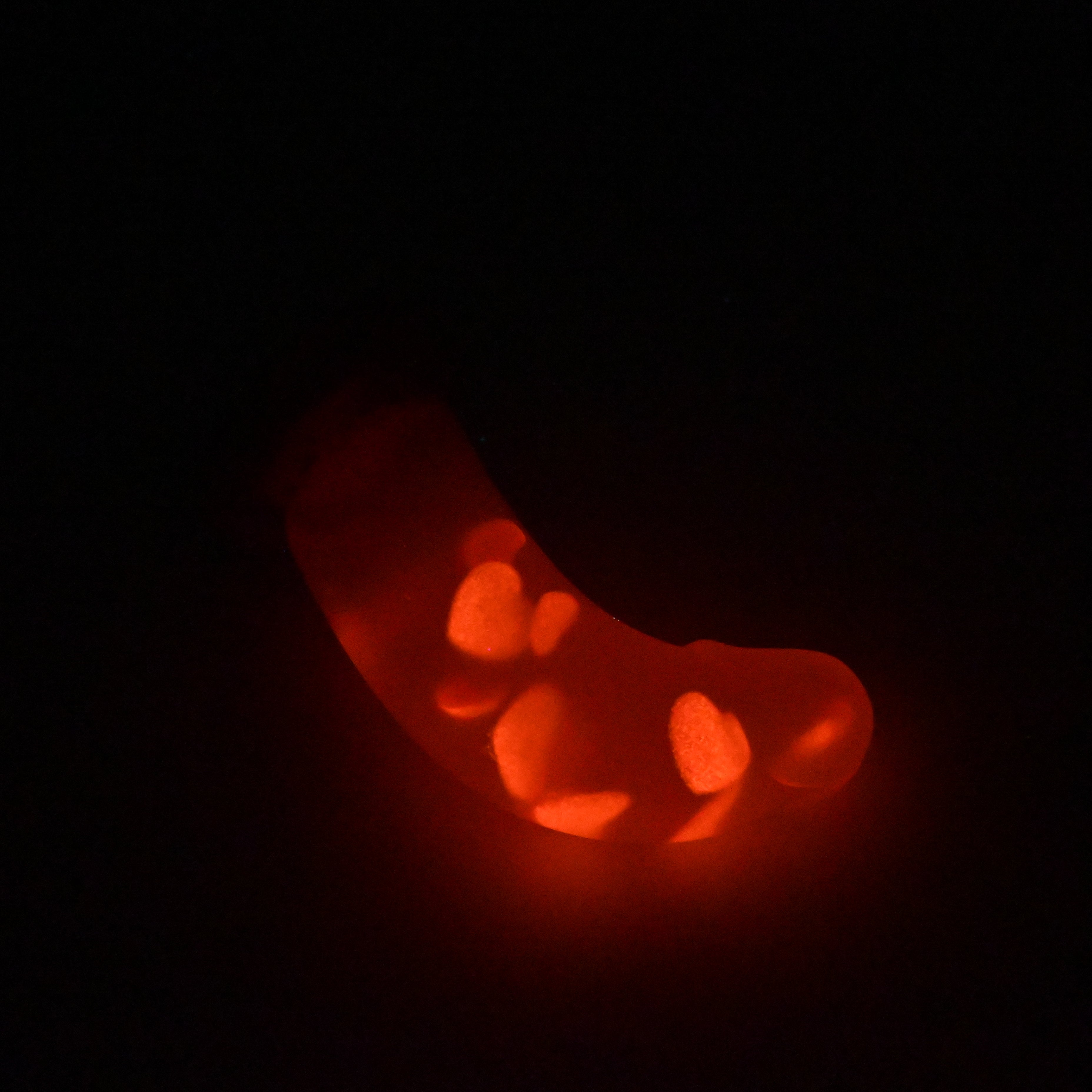 G2TJZ46 Ignis Small NC 0031 UV GITD CS