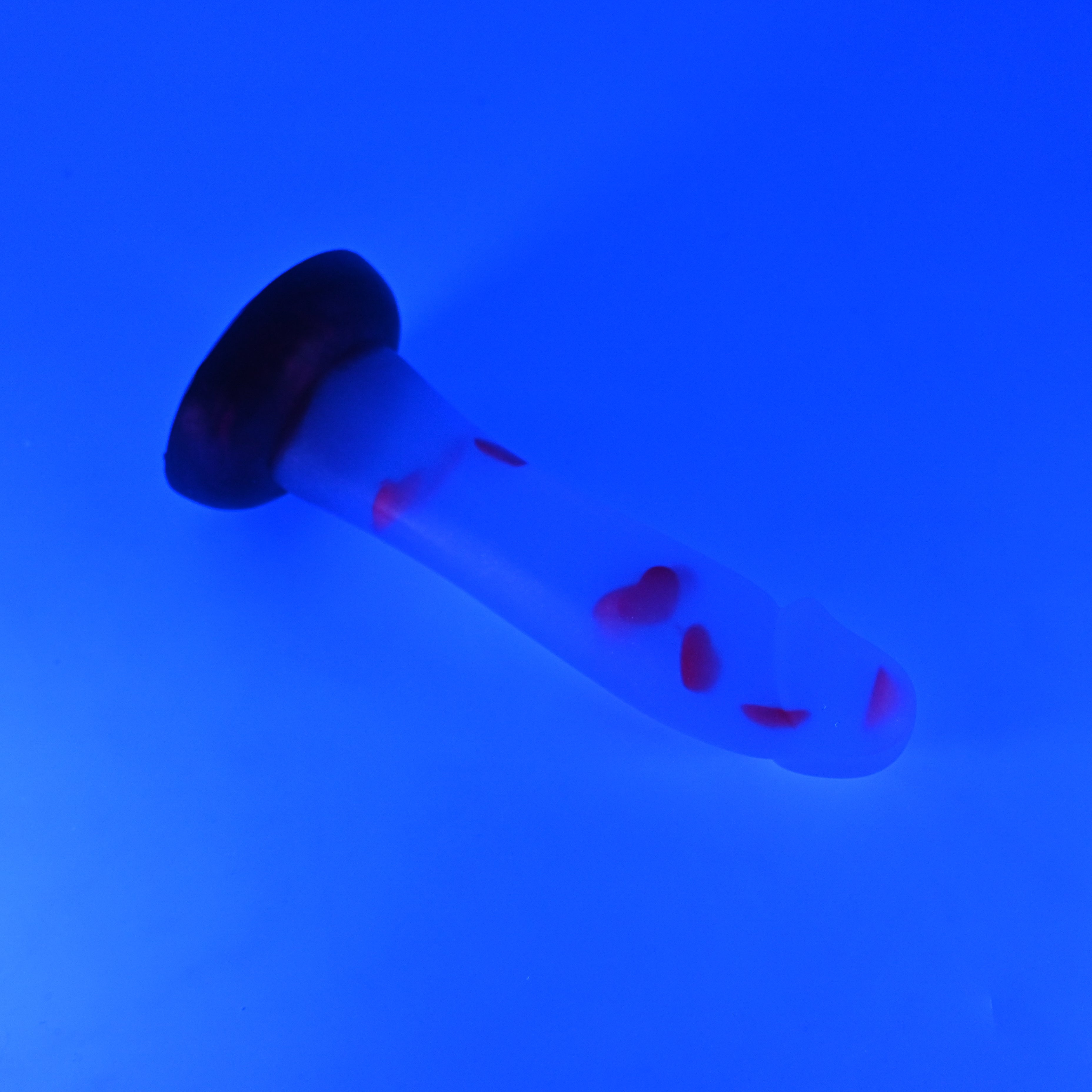 Z2TKA58 Caelus Small NC 0031 UV GITD CS