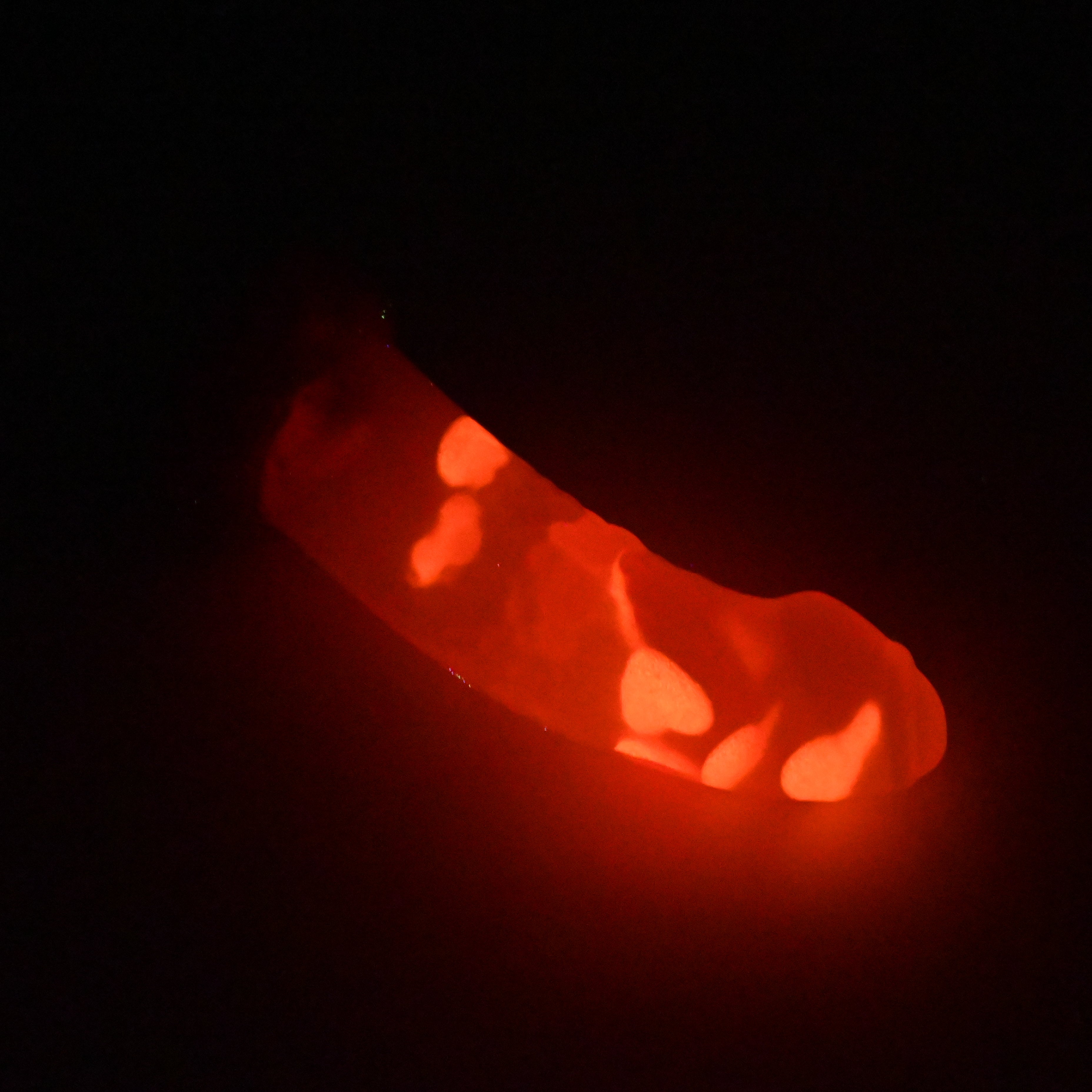 T2TKA12 Titan Small NC 0031 UV GITD CS