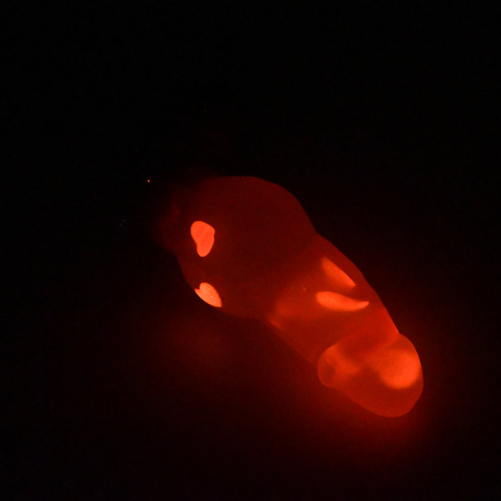 52TJY82 Jacob Small NC 0031 UV GITD CS