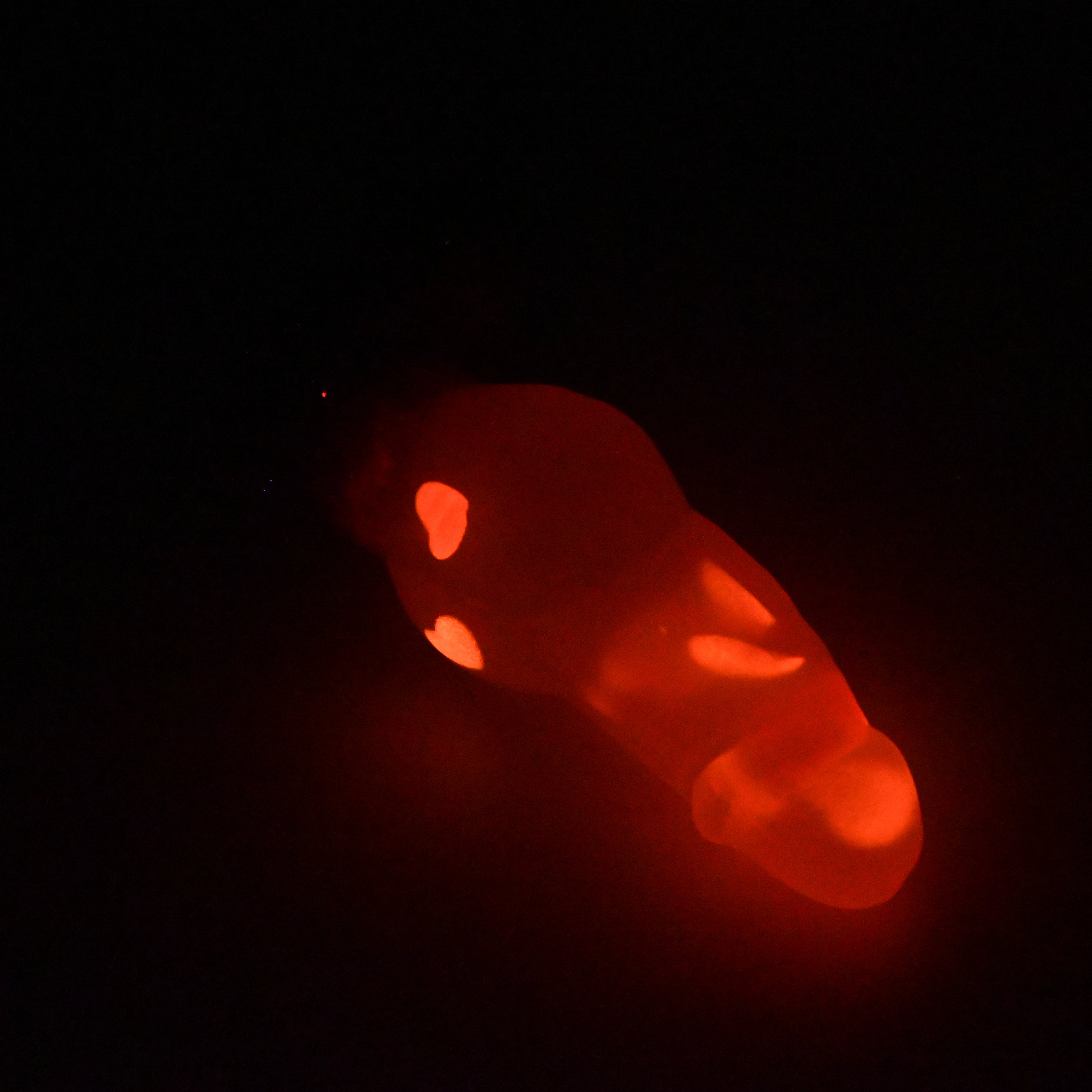 52TJY82 Jacob Small NC 0031 UV GITD CS
