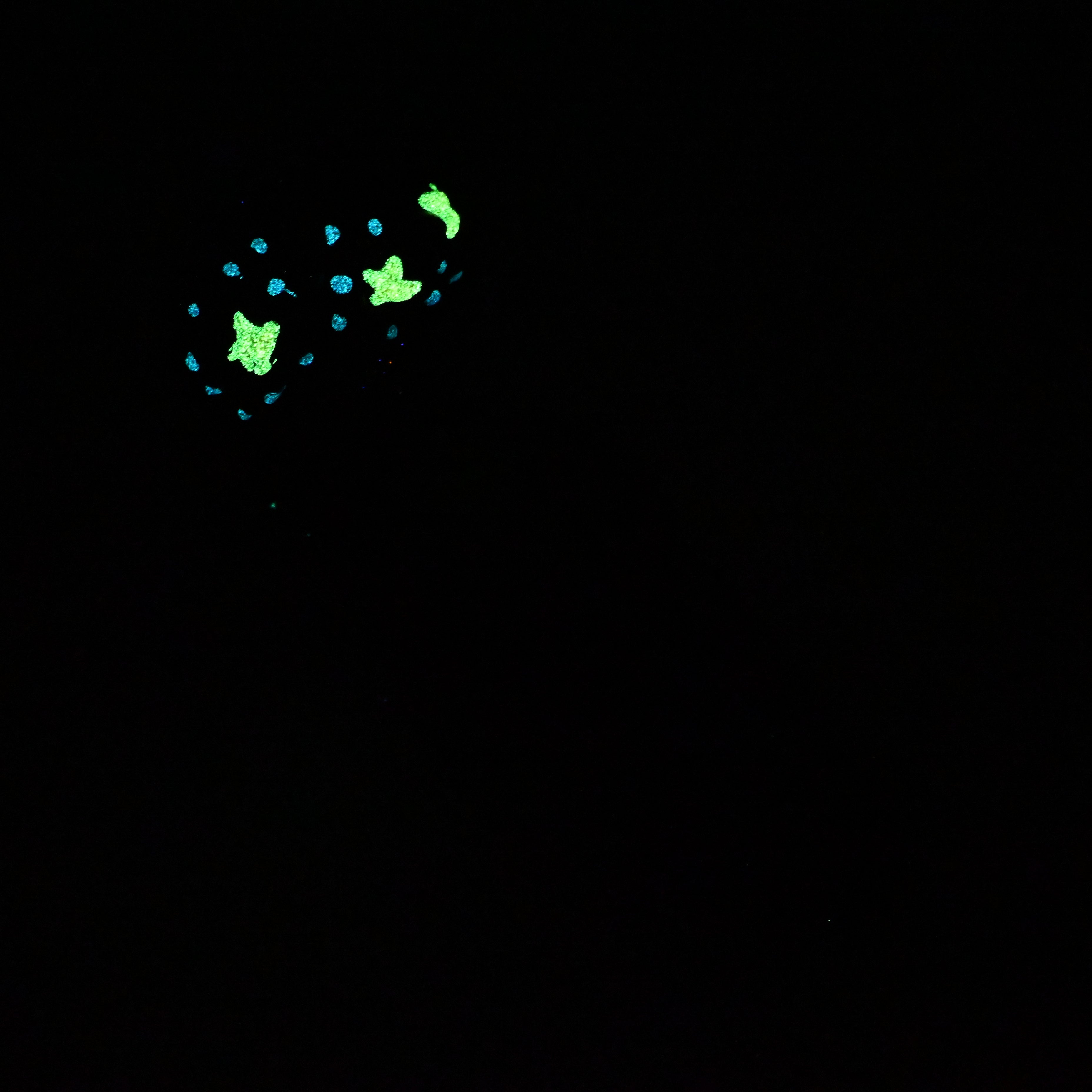 53SJY87 Jacob Medium 0030 UV GITD CS