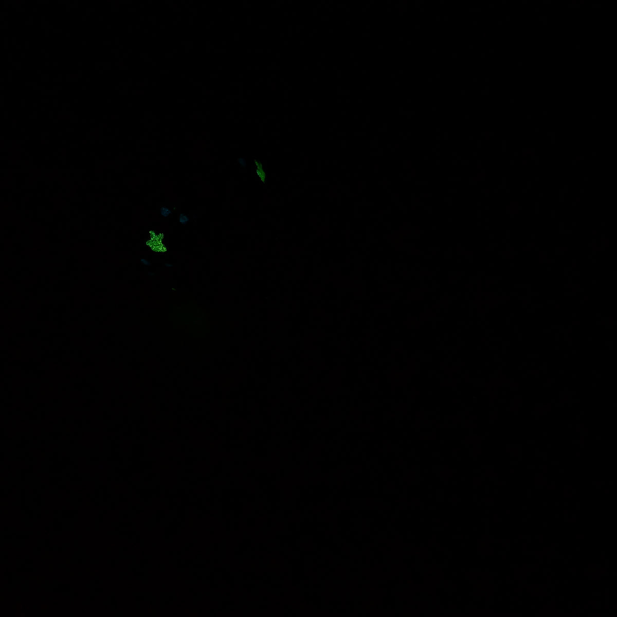 V2SKA35 Vaeriya Small 0030 UV GITD CS *FLOP*