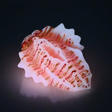 Load image into Gallery viewer, C2XEV20 Calypso Small 0020 UV GITD
