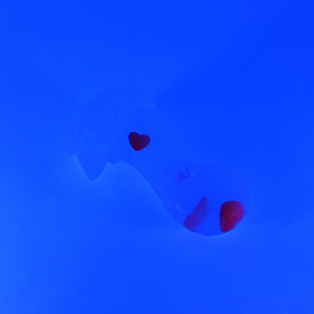 72TJY95 Terra Small NC 0031 UV GITD CS