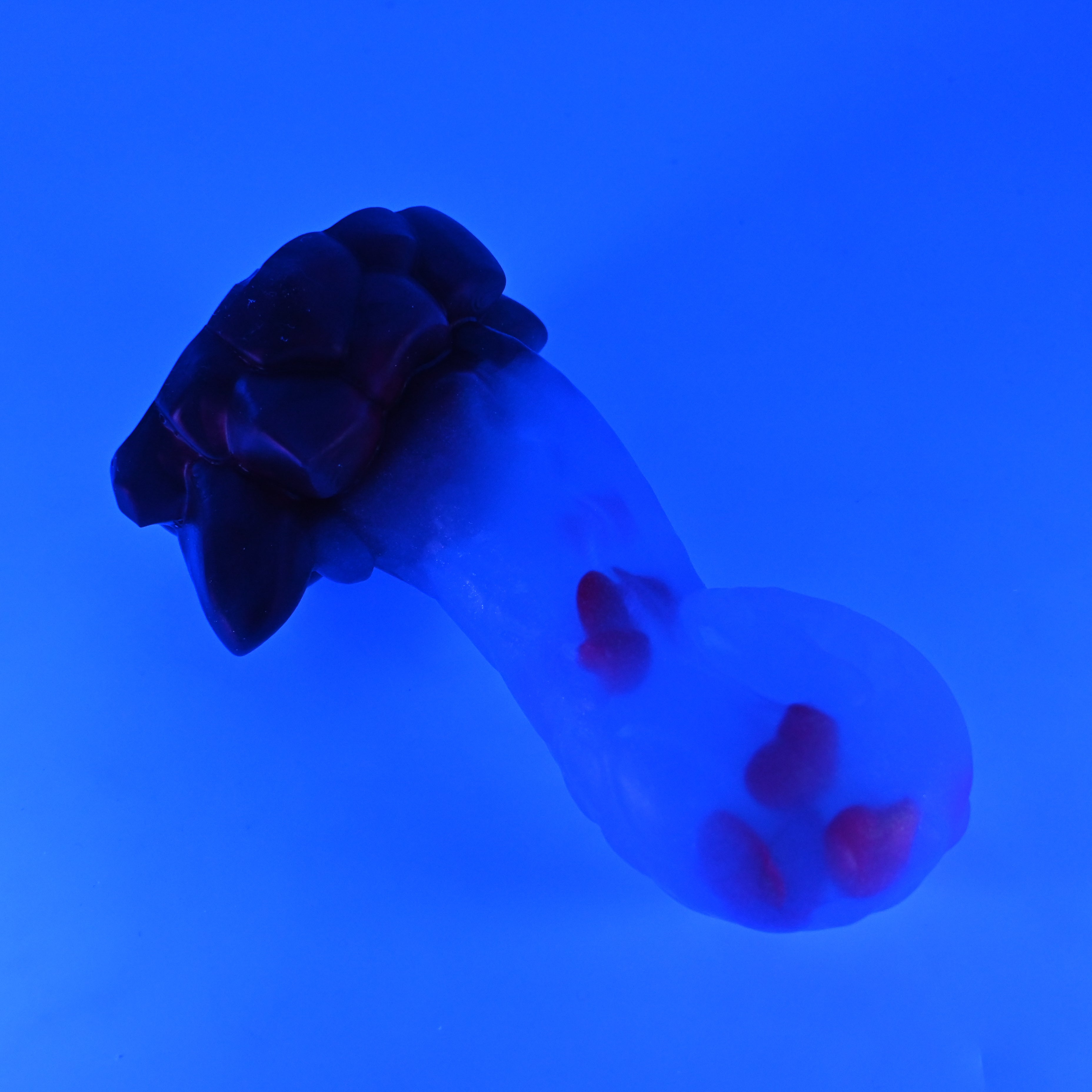 73TJY98 Terra Medium NC 0031 UV GITD CS